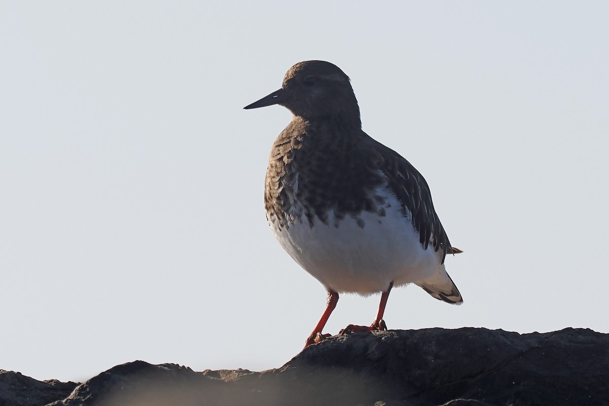 Black Turnstone - ML525372551