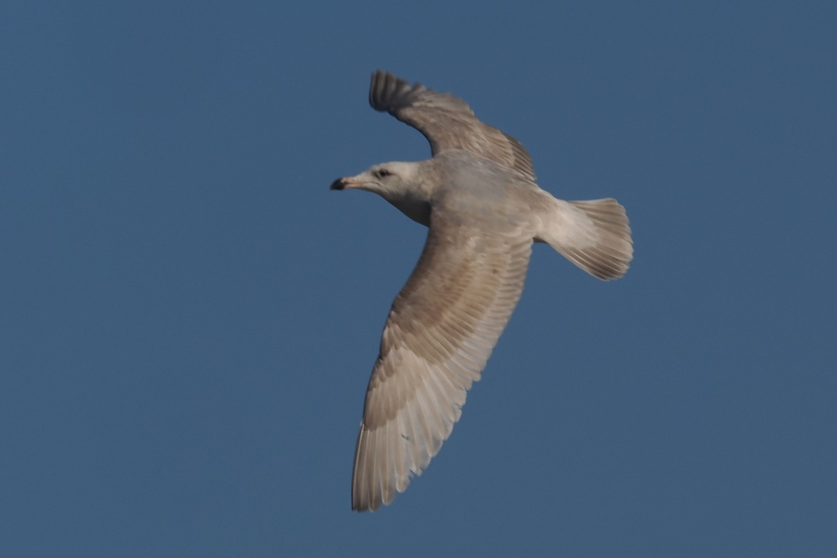 Glaucous-winged Gull - ML525374131