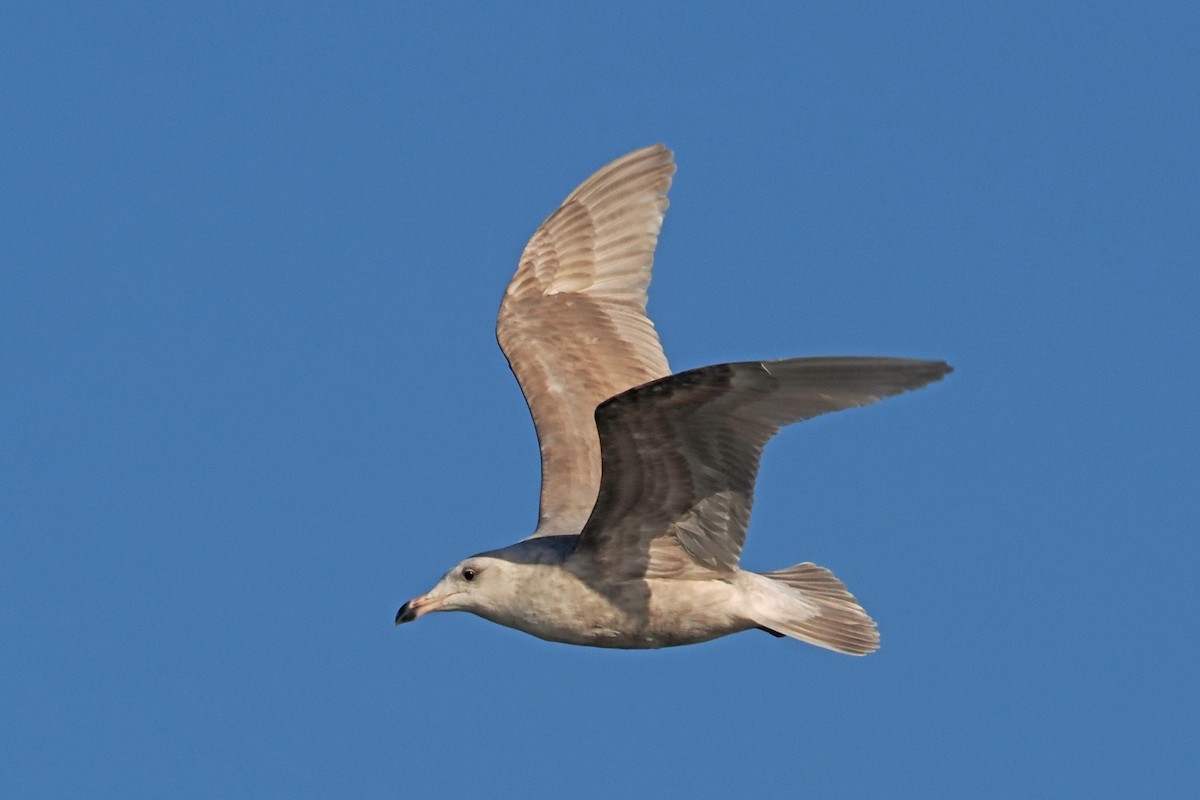 Glaucous-winged Gull - ML525374141