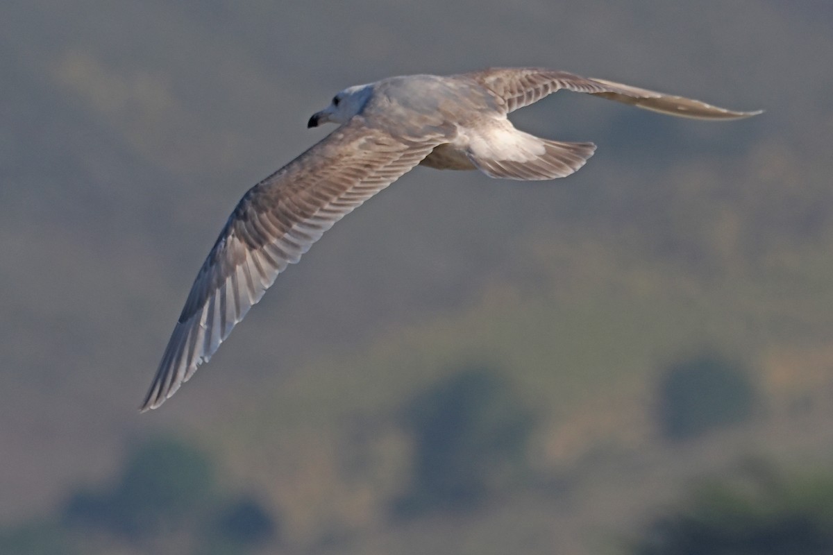 Goéland à ailes grises - ML525374151