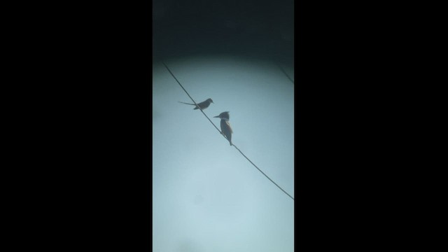 Scissor-tailed Flycatcher - ML525375391