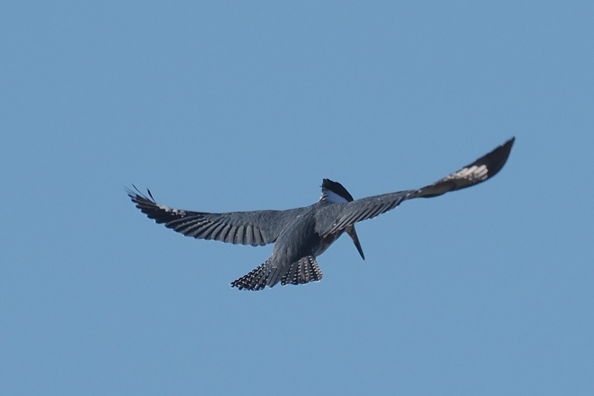 Belted Kingfisher - ML525375631