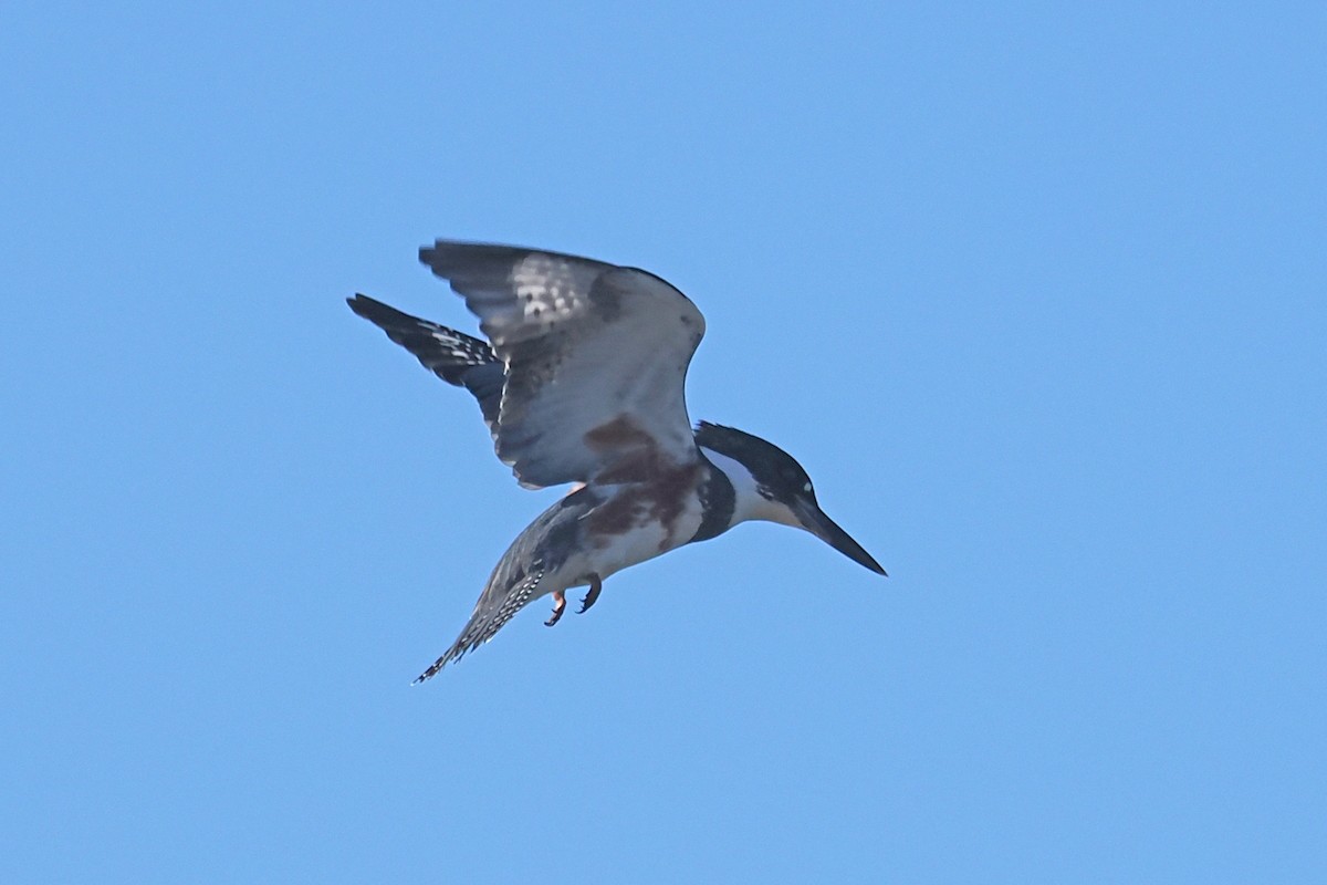 Belted Kingfisher - ML525375641