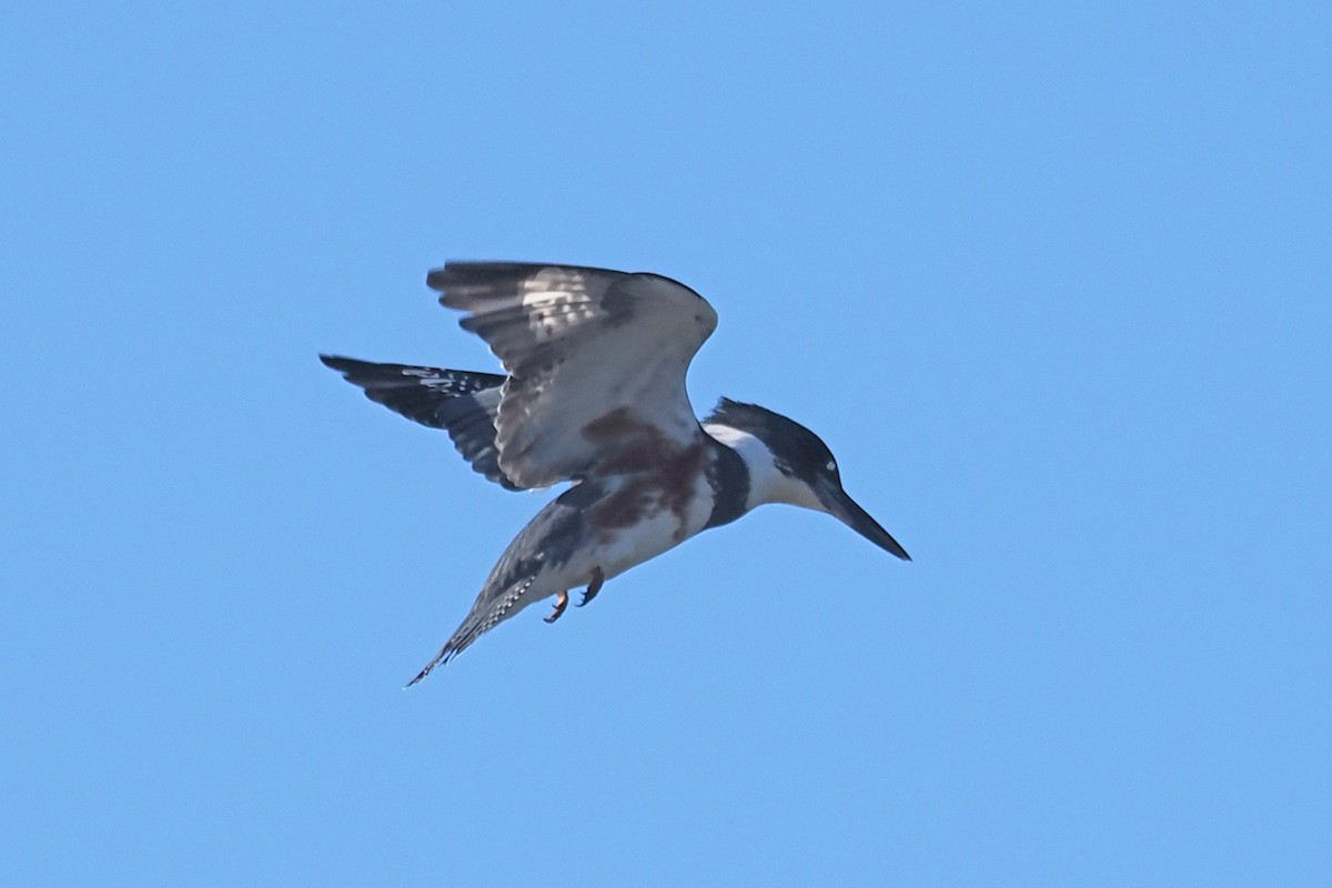 Belted Kingfisher - ML525375651