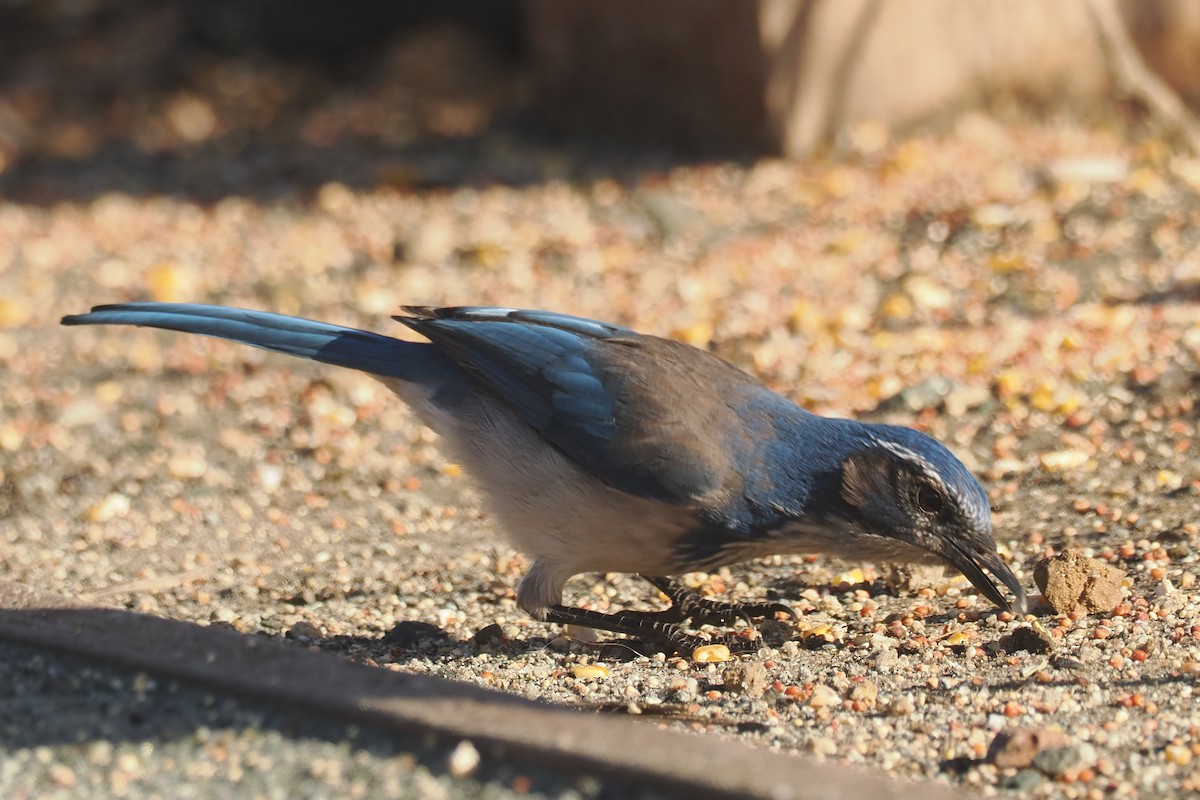 California Scrub-Jay - Donna Pomeroy