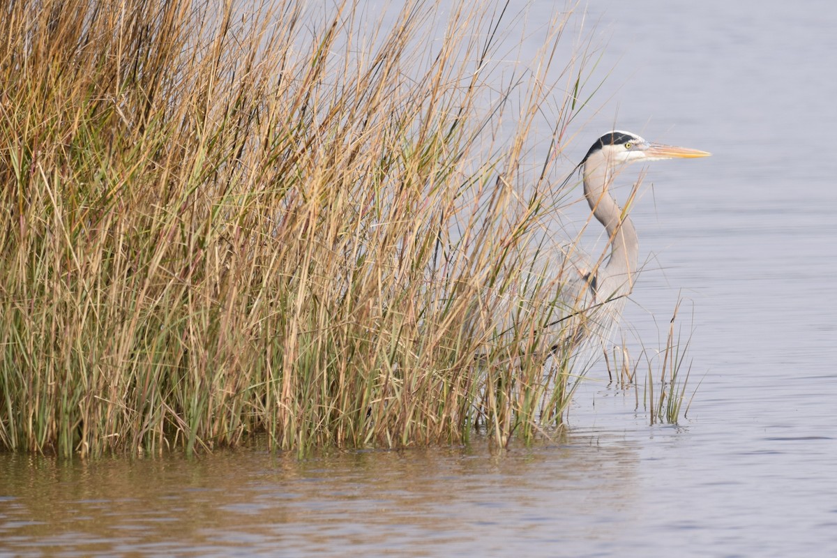 Great Blue Heron (Great Blue) - ML525375901