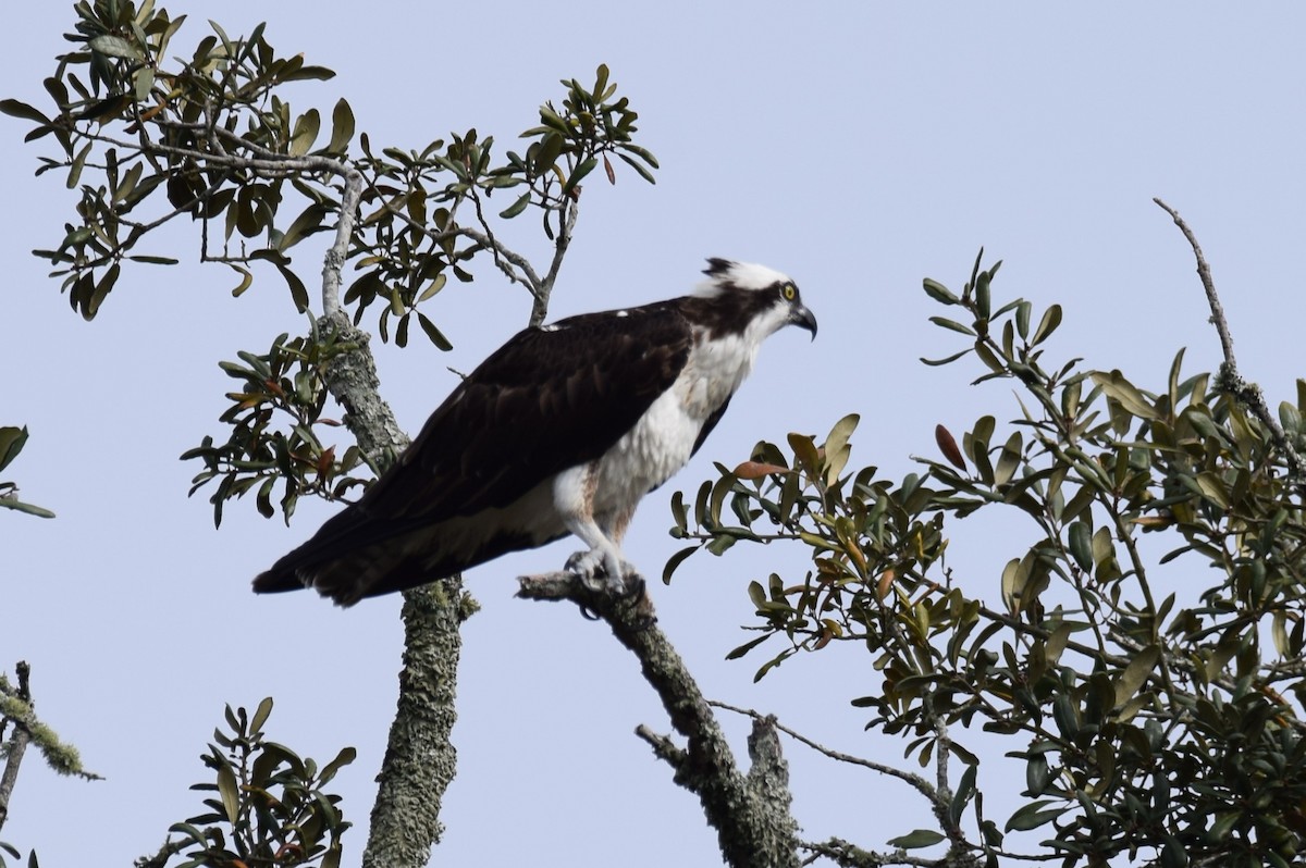 Osprey - ML525375921