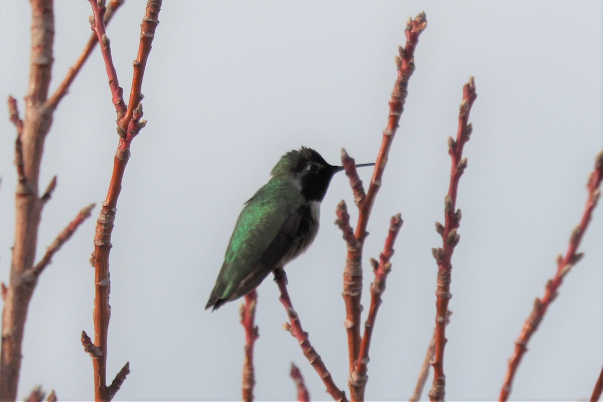 Anna's Hummingbird - ML525376461