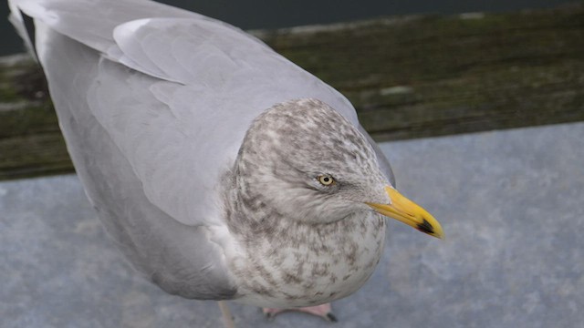 Herring Gull - ML525377121