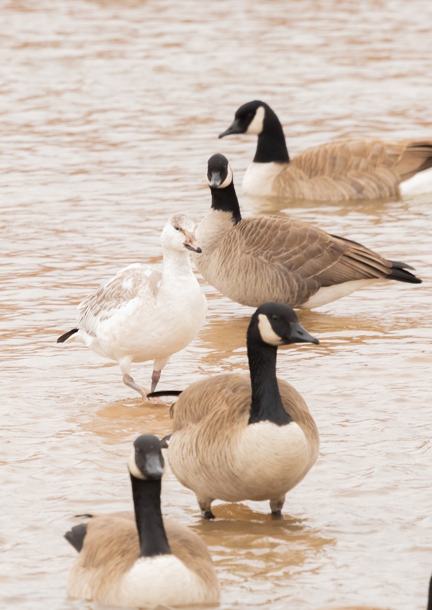 Snow Goose - Andrew Mancha