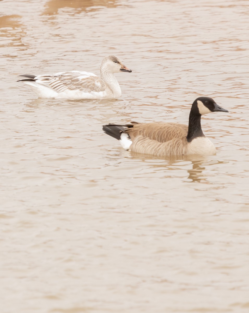 Snow Goose - Andrew Mancha