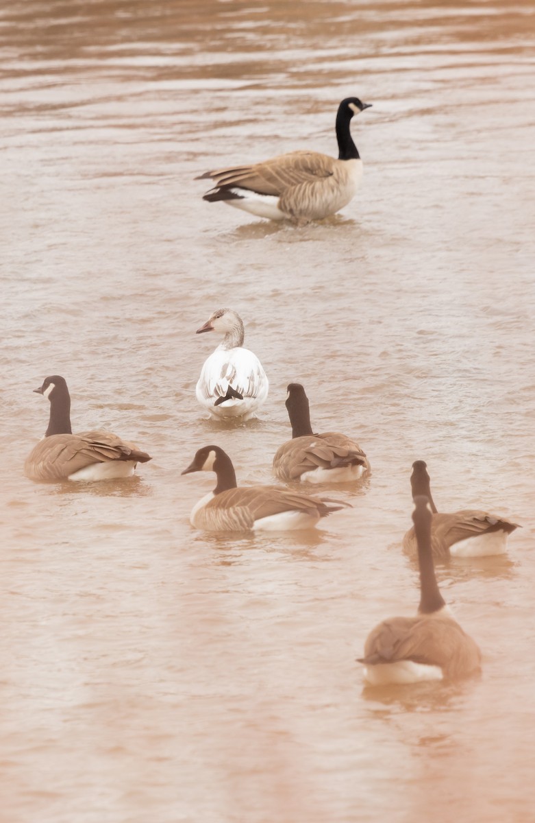 Snow Goose - ML525378751