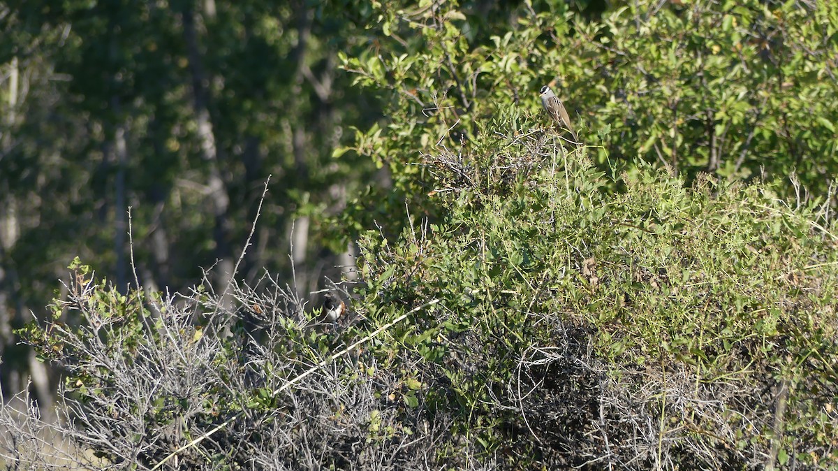 White-crowned Sparrow - ML525379021