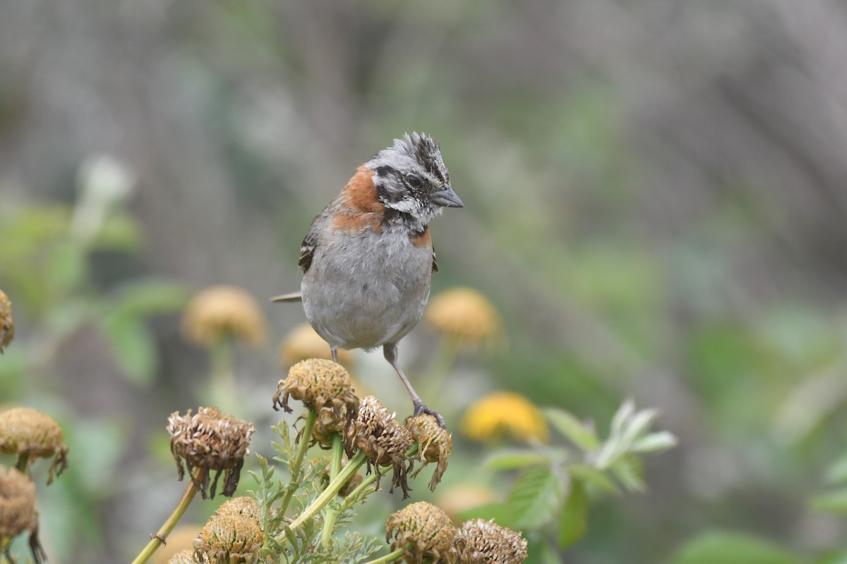 Rufous-collared Sparrow - ML525379431