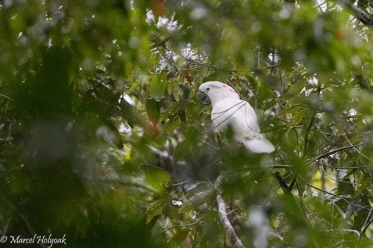 Salmon-crested Cockatoo - ML525380541