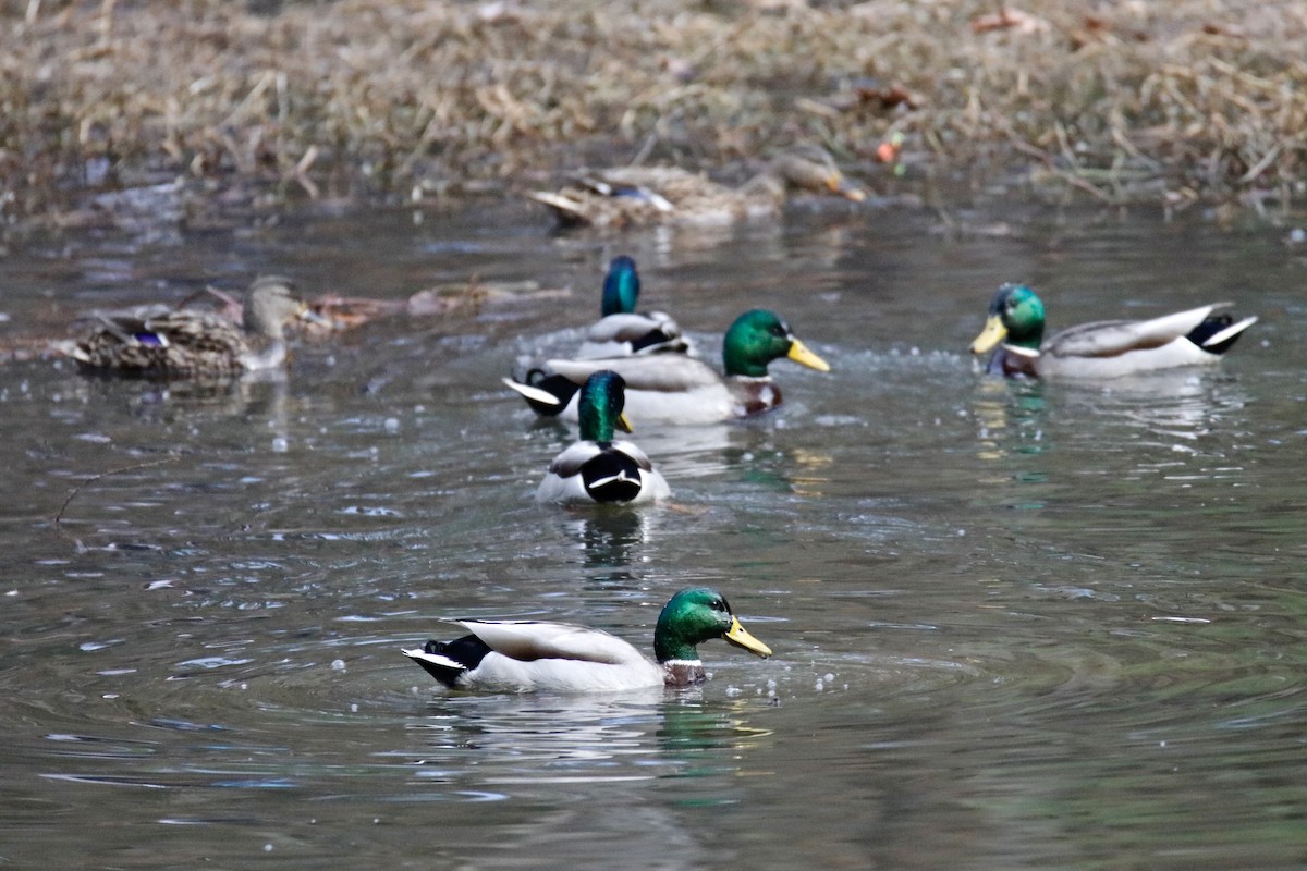 Mallard - ML525382891