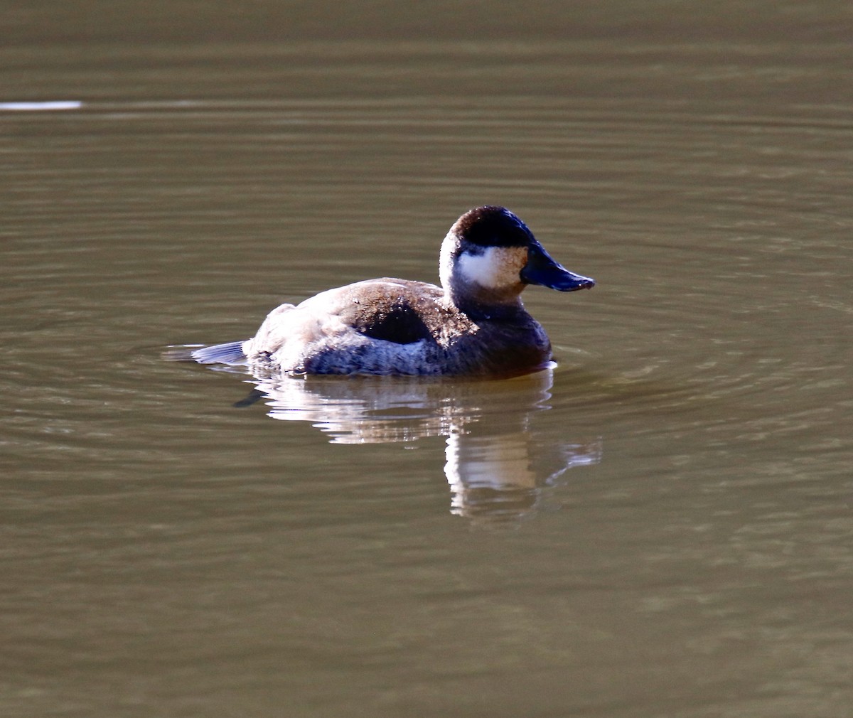 Ruddy Duck - ML525383751