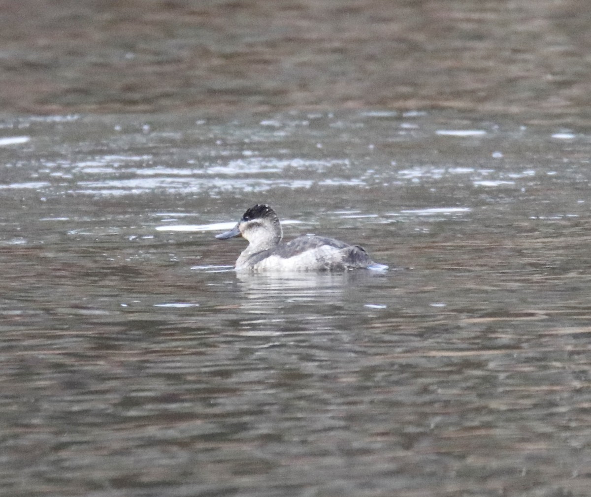 Ruddy Duck - ML525383761