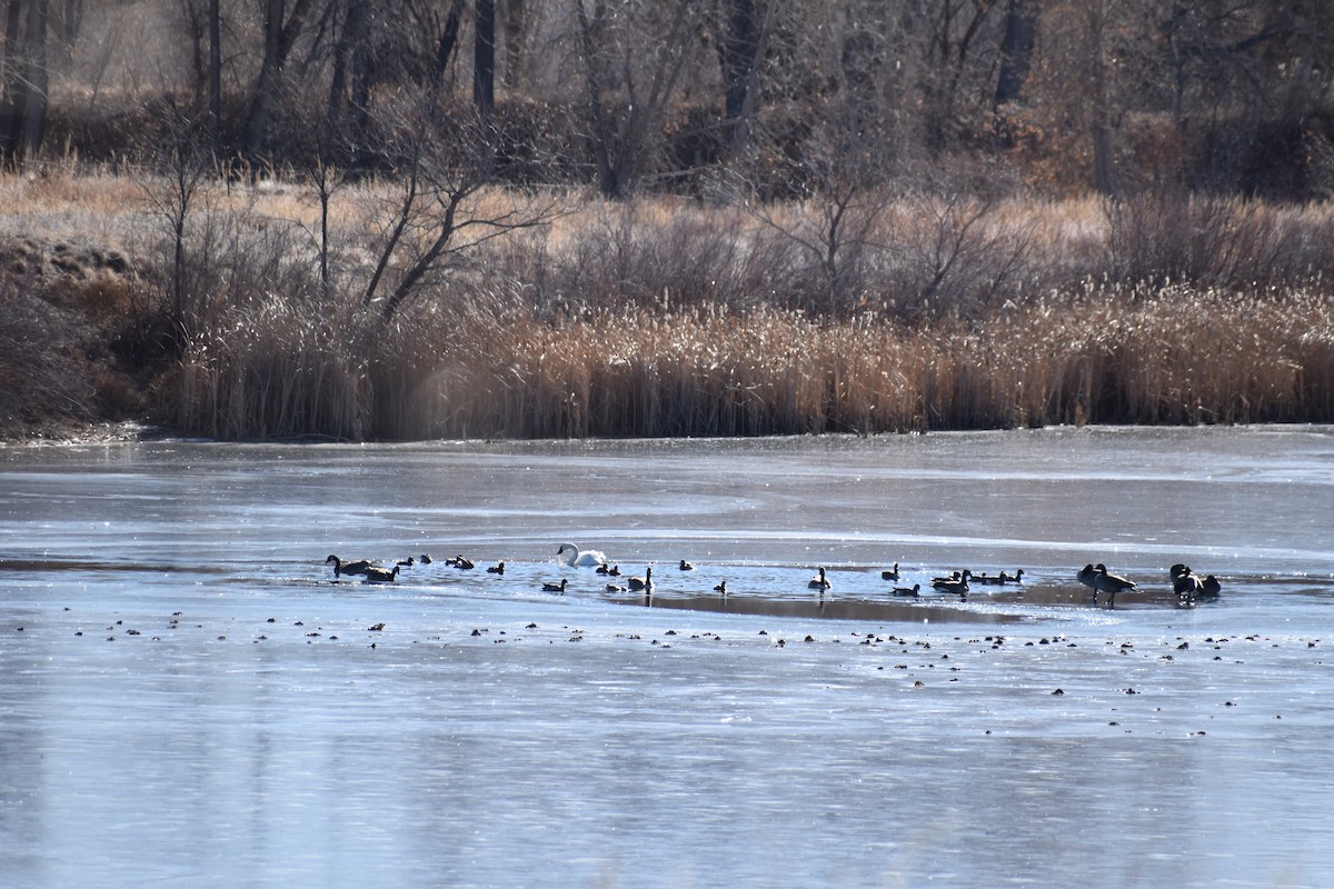 Tundra Swan (Whistling) - ML525383791