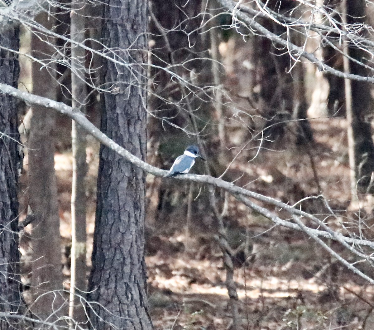 Belted Kingfisher - ML525384031