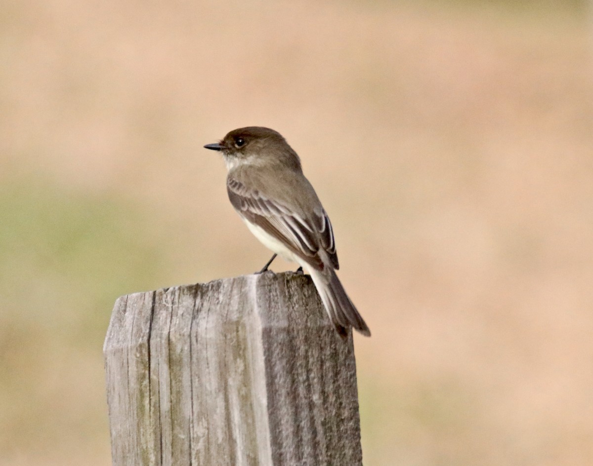 Eastern Phoebe - ML525384151