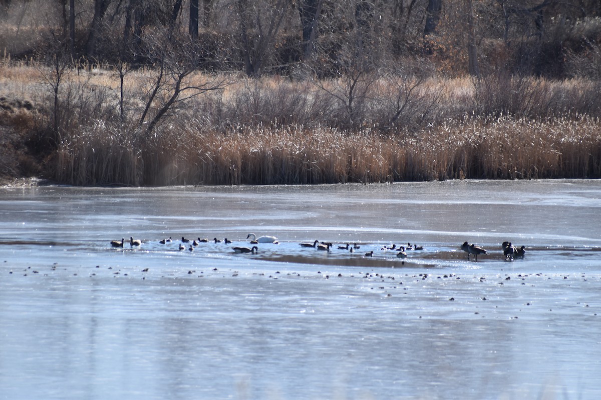 Tundra Swan (Whistling) - ML525384211