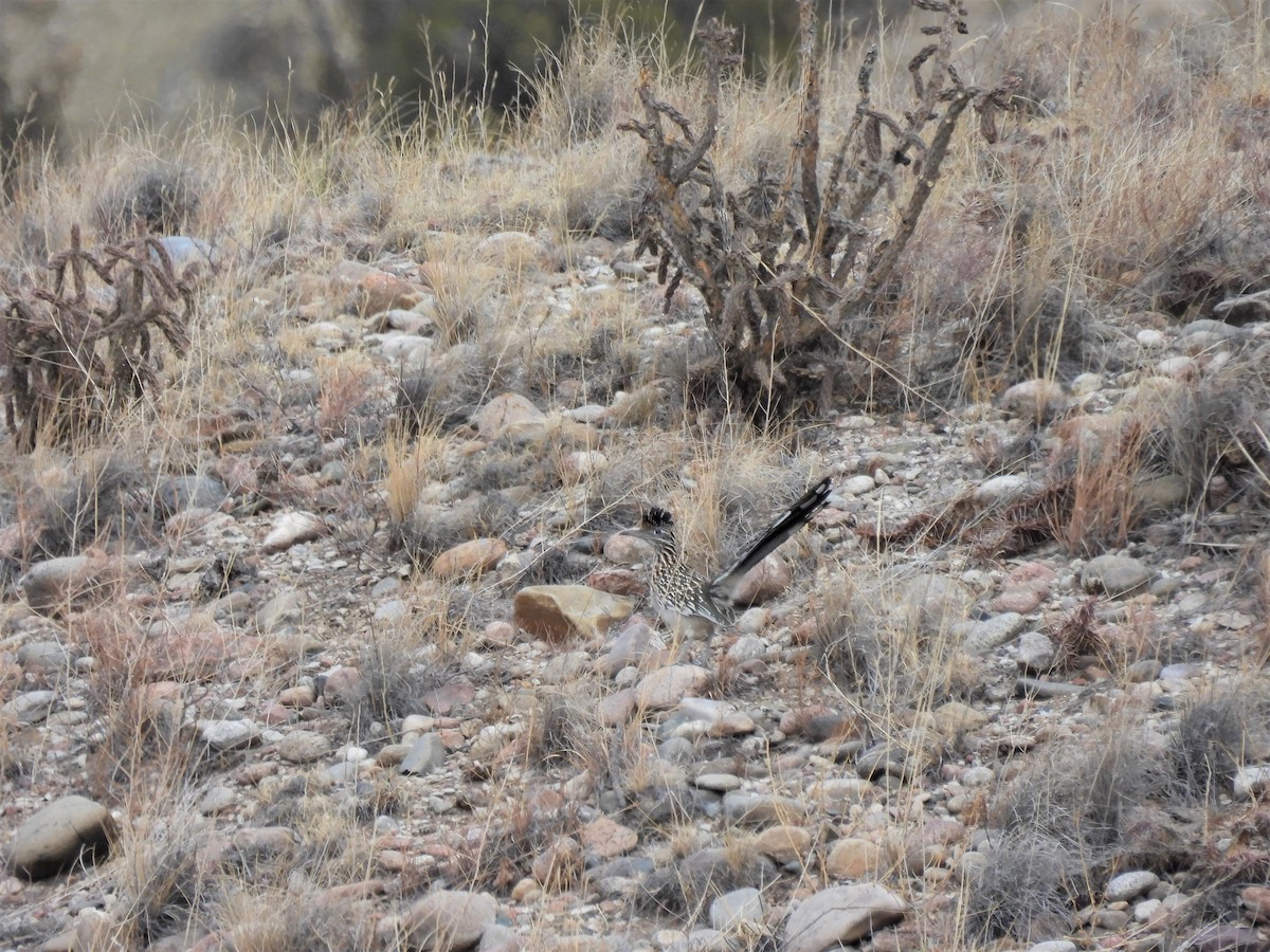 Greater Roadrunner - ML525384241