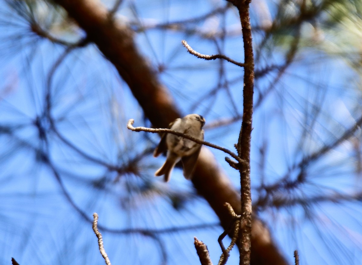 Golden-crowned Kinglet - ML525384261