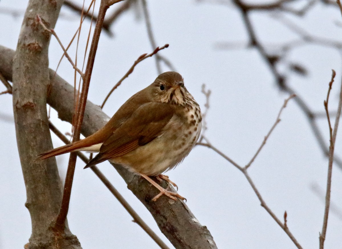 Hermit Thrush - ML525384381