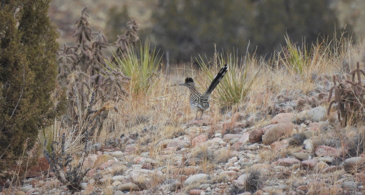 Greater Roadrunner - ML525384391