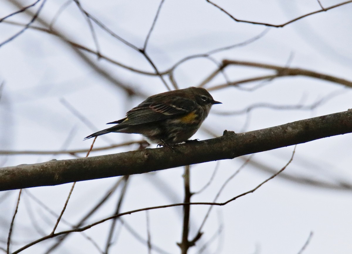 Yellow-rumped Warbler - ML525384511