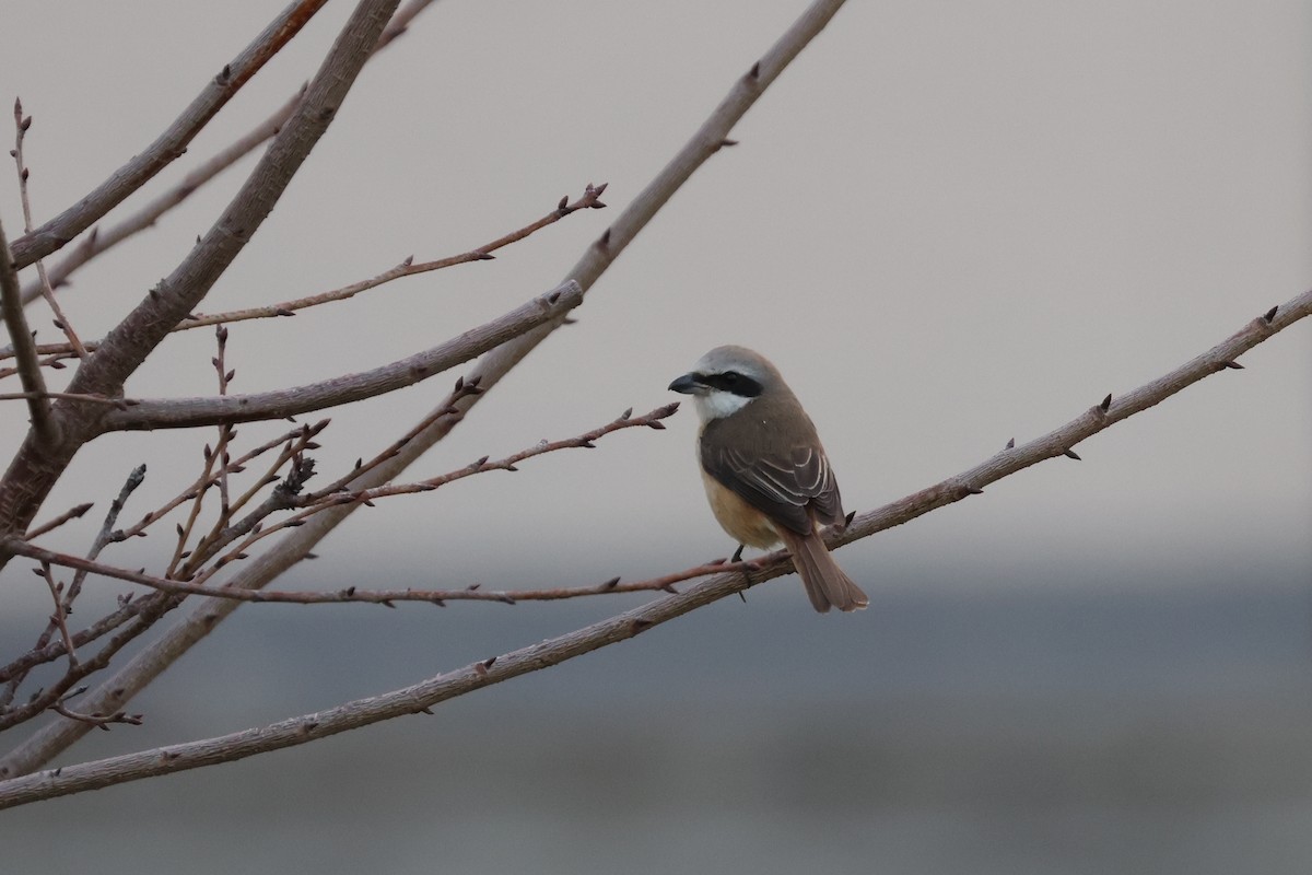 Brown Shrike - ML525384551