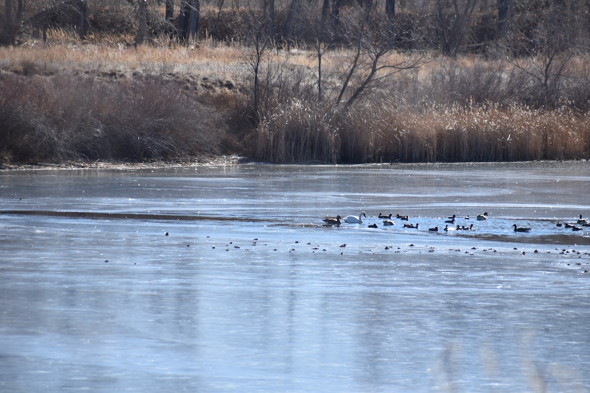 Tundra Swan (Whistling) - ML525384561