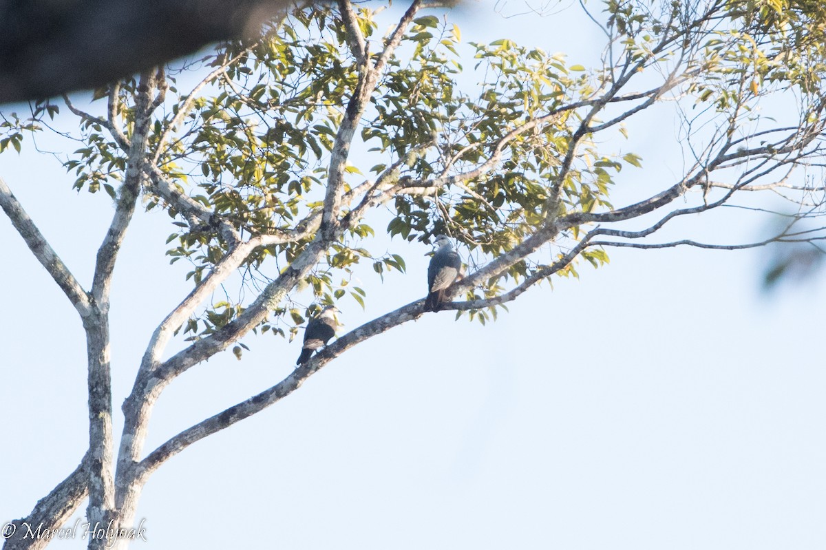 Buru Mountain-Pigeon - ML525384631