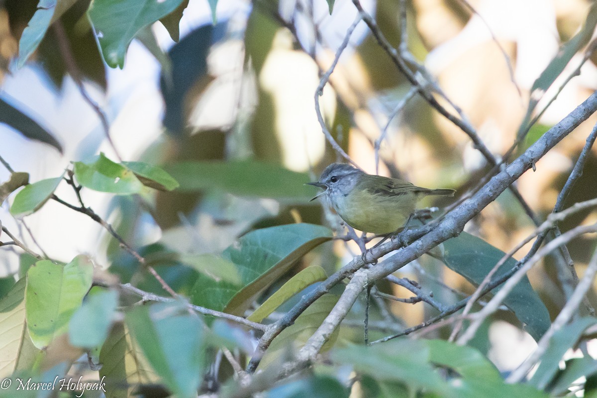 Island Leaf Warbler - ML525384711