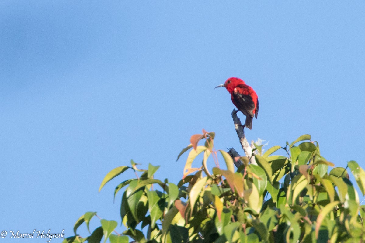 Mielero del Wakolo - ML525384871