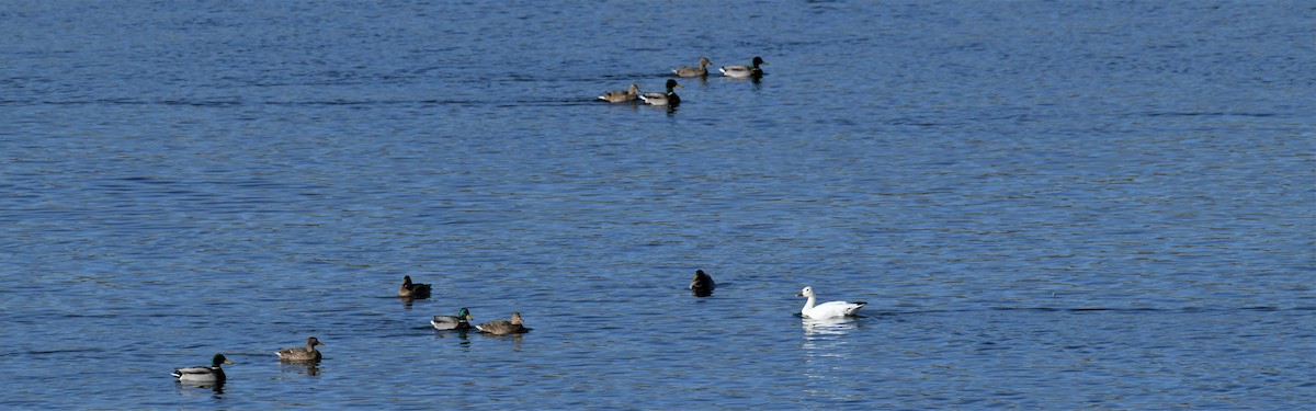 Snow Goose - ML525385071