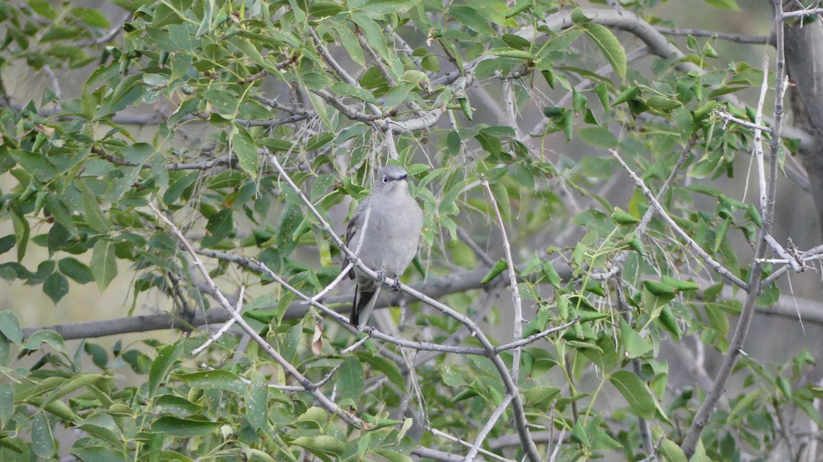 Townsend's Solitaire - ML525385541