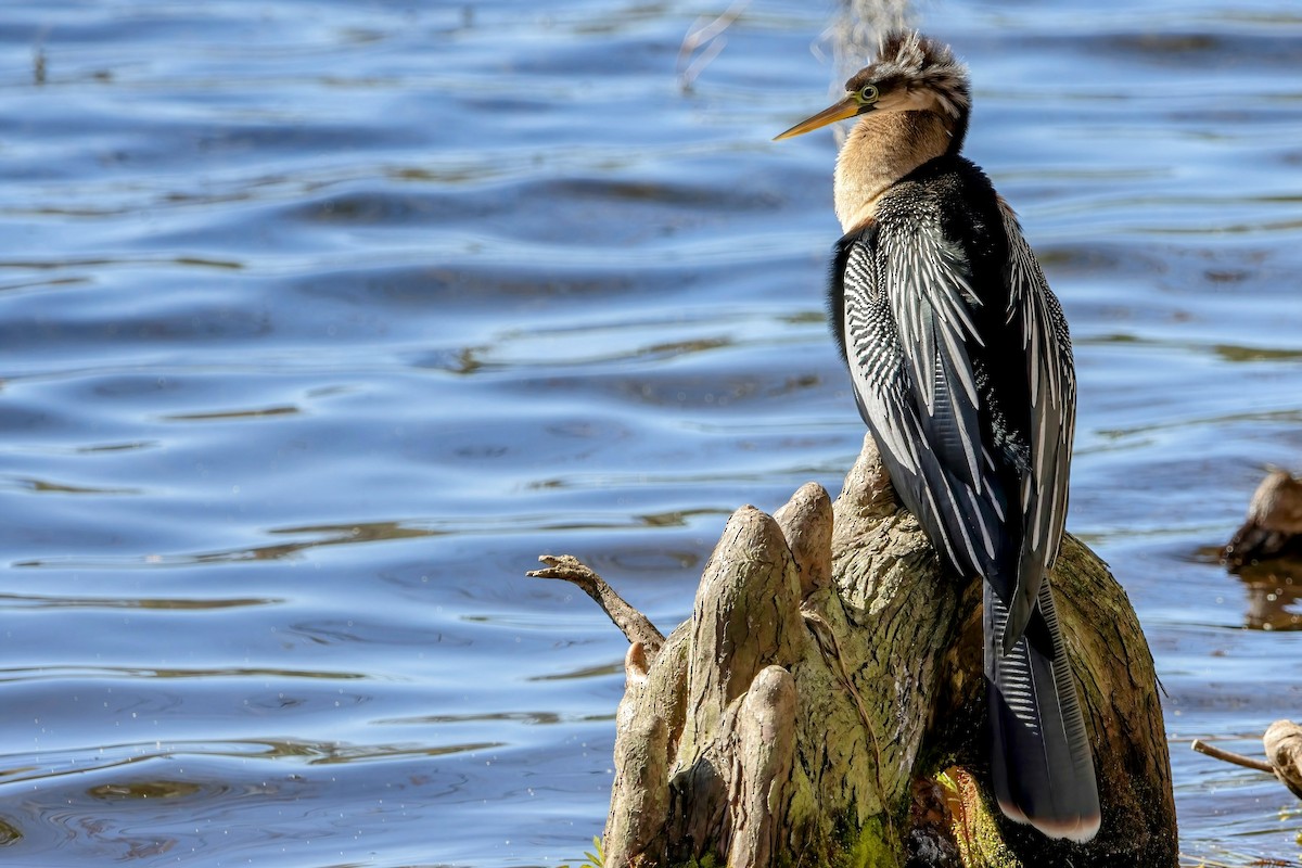 Anhinga d'Amérique - ML525386731