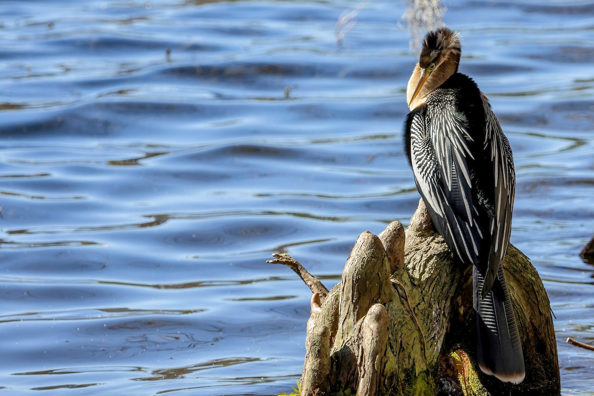 Anhinga d'Amérique - ML525386741