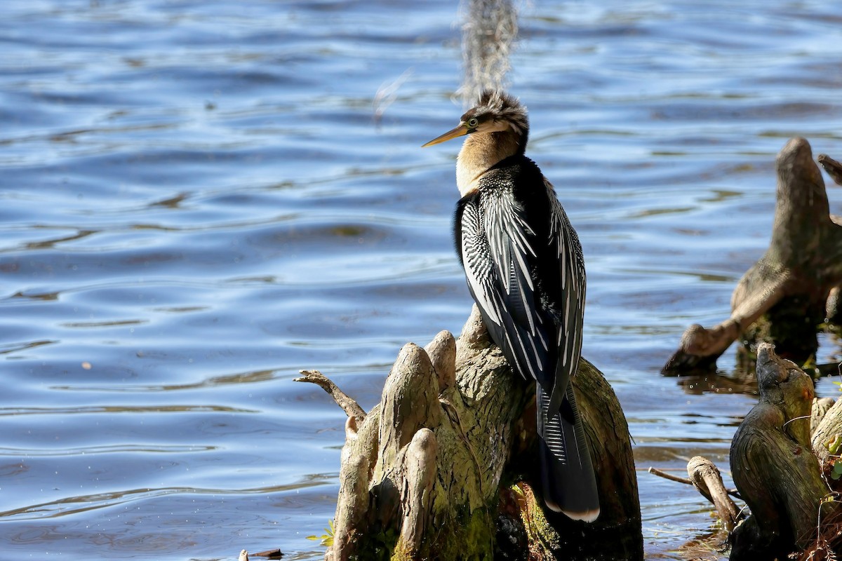 Anhinga d'Amérique - ML525386751