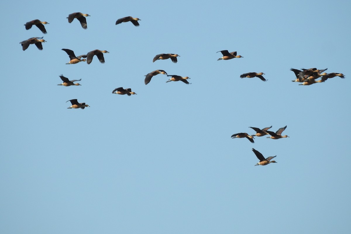 Fulvous Whistling-Duck - ML525387581