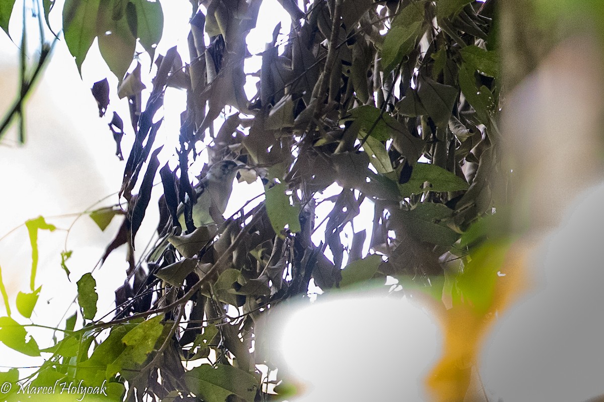 White-naped Monarch - ML525387671