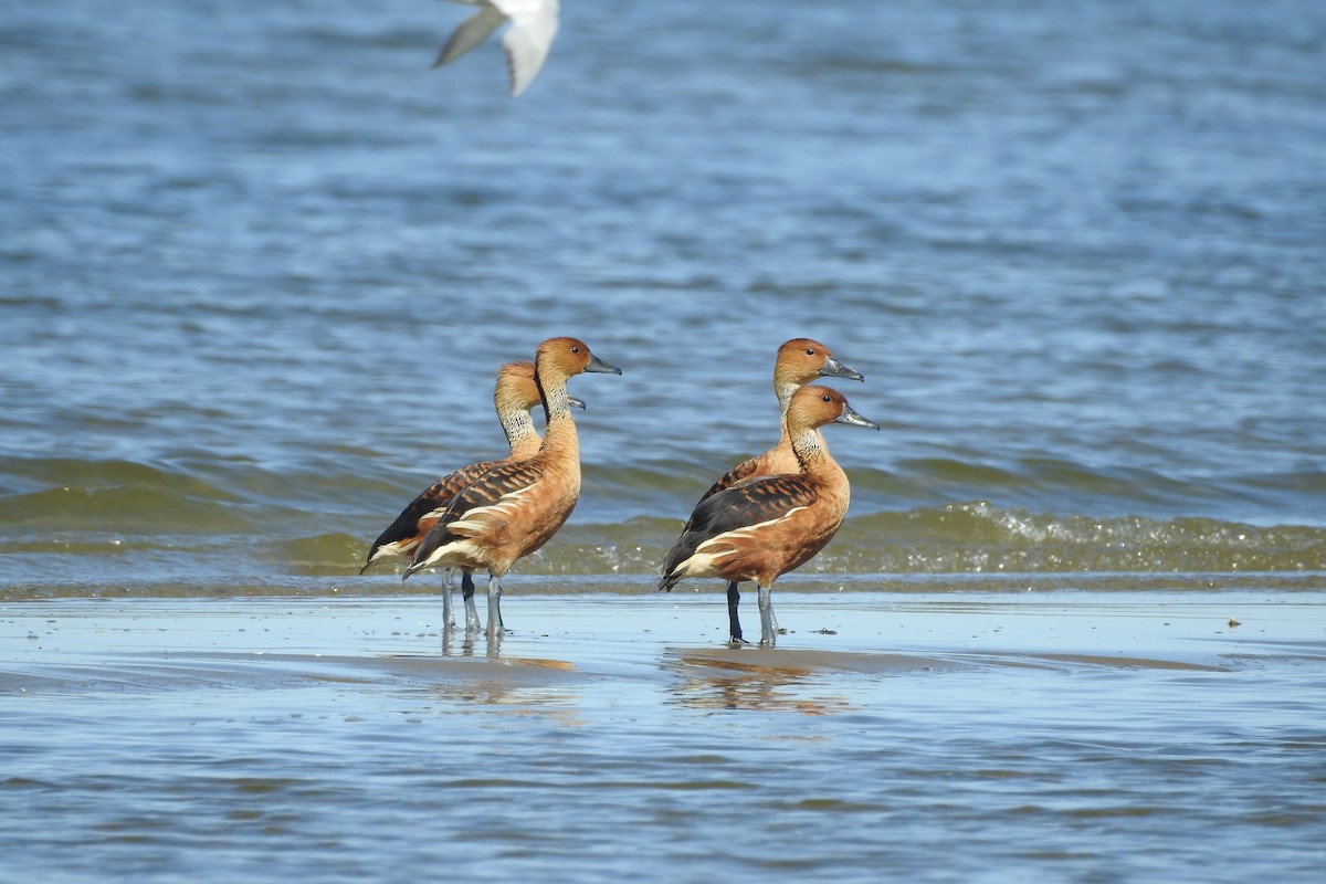 Dendrocygne fauve - ML525387711