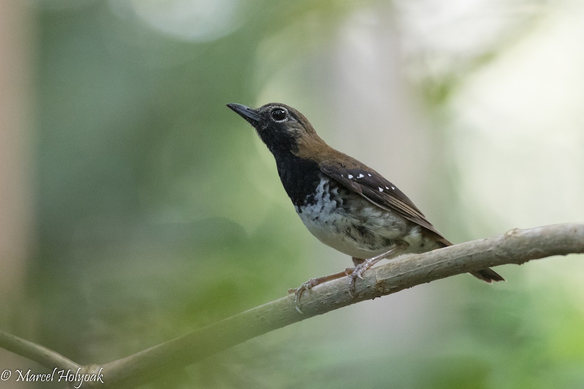 Buru Thrush - ML525387851