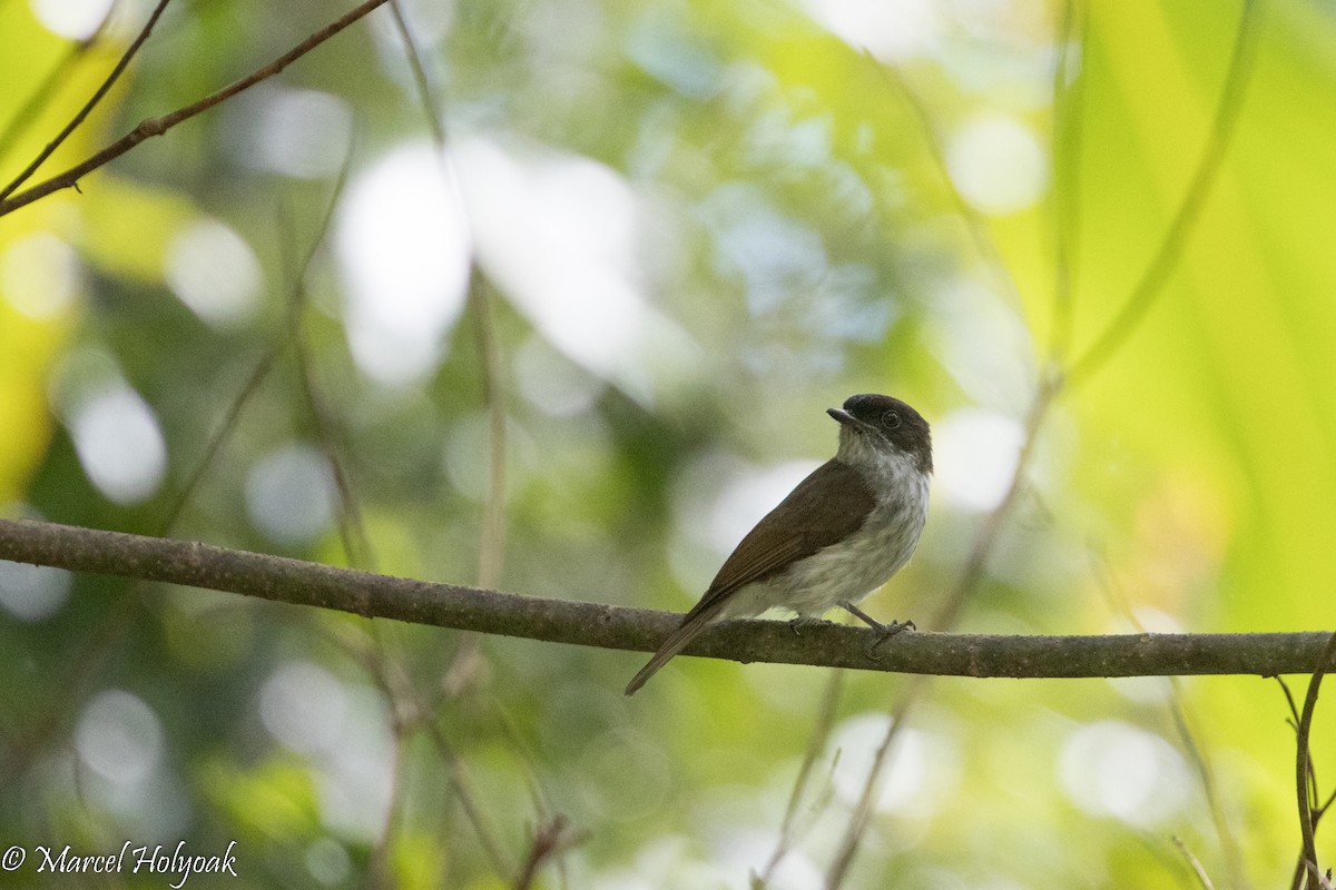 Buru Jungle Flycatcher - Marcel Holyoak