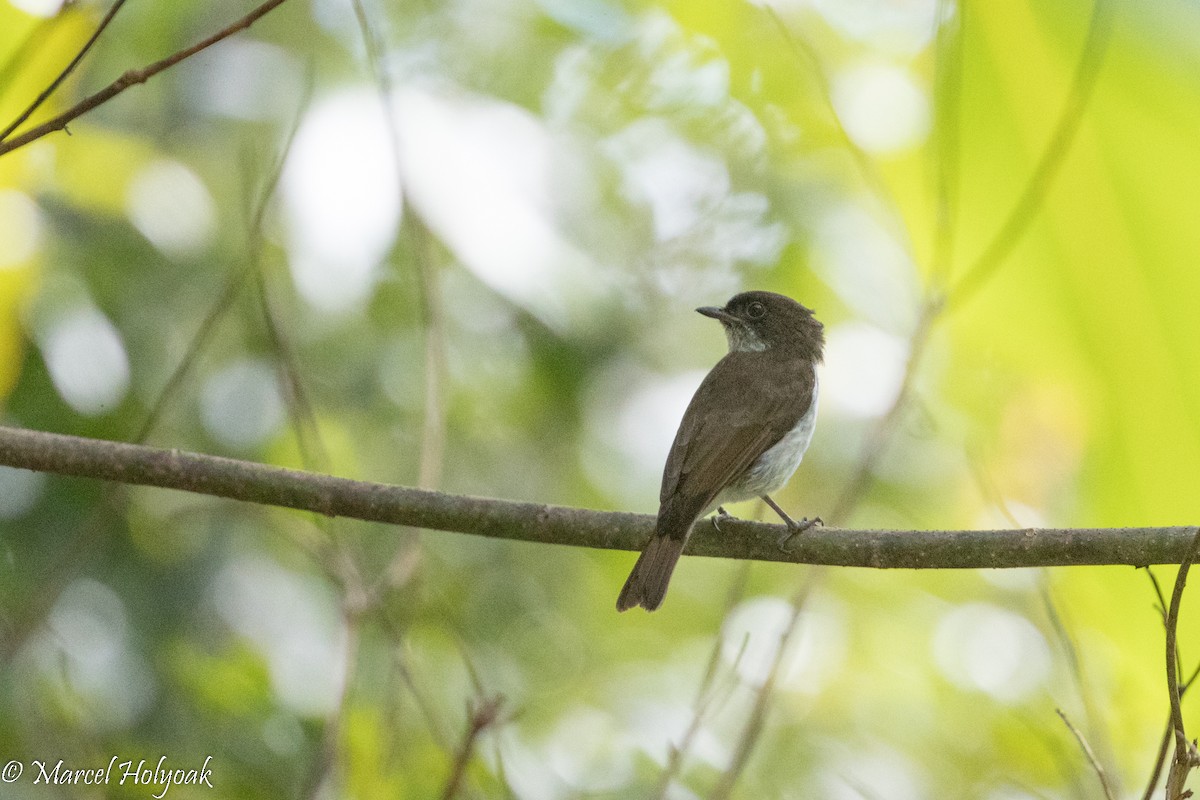 Buru Jungle Flycatcher - Marcel Holyoak