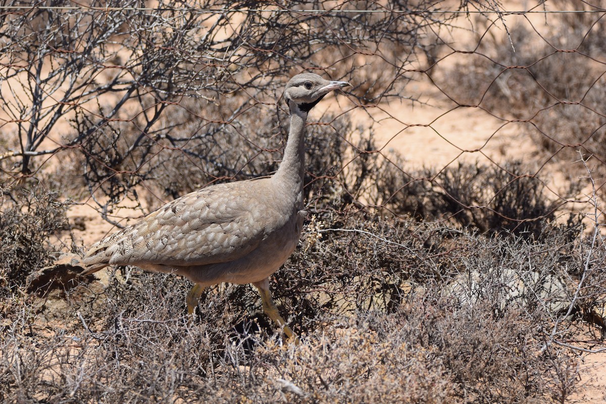 Karoo Bustard - ML52539101