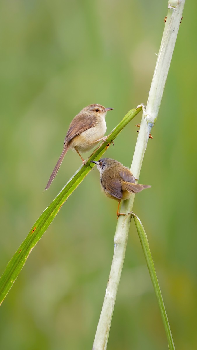 Prinia simple - ML525392301