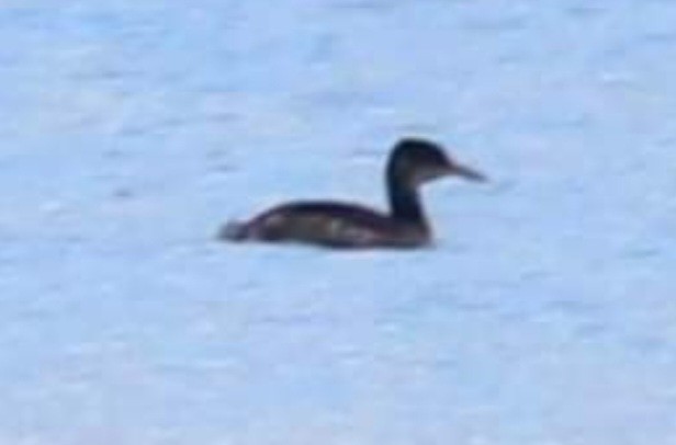 Red-necked Grebe - ML525392461